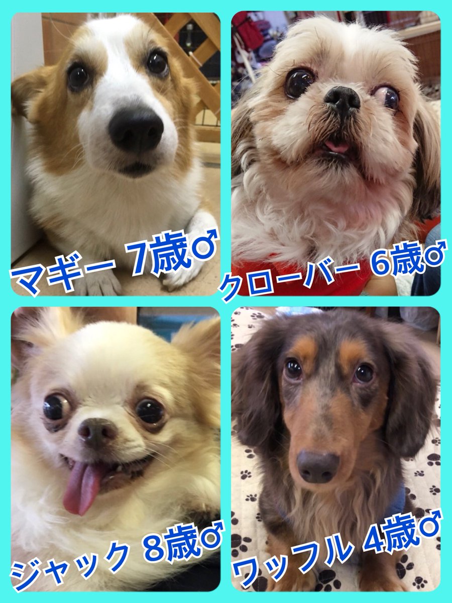 🐾今日の里親様募集中ワンコ🐶メンバーです🐾2019,1,19
